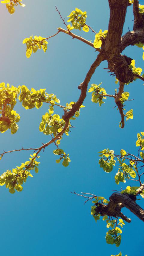 Phone Wallpapers (114)
