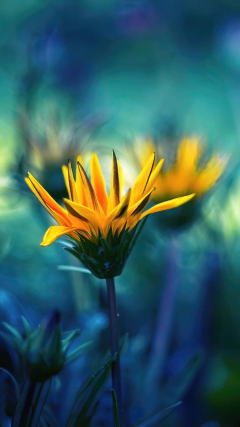 Phone Wallpapers (152)