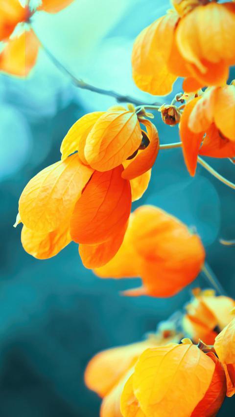 Phone Wallpapers (205)