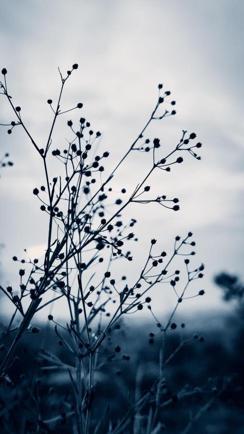Phone Wallpapers (221)