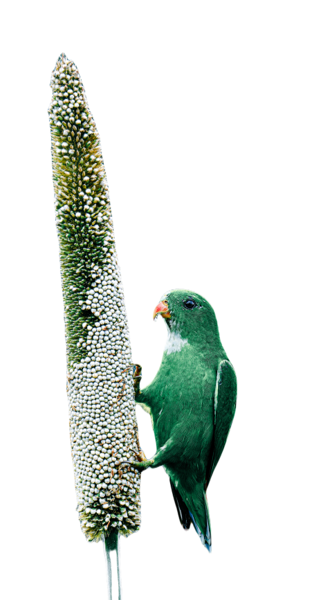 Parrots in the world png file 204