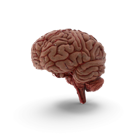 Brain H03 2k