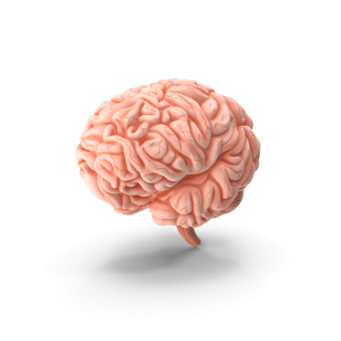 Brain H03 2k (1)