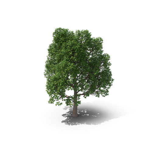 Tree H03 2k