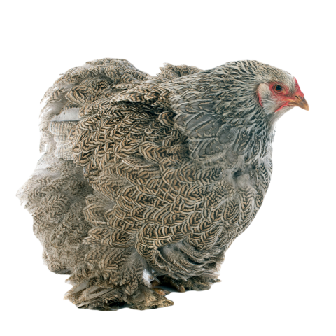Brahma chicken 2024 12 06 11 00 16 utc