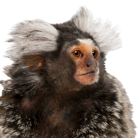 Common marmoset callithrix jacchus 2 years old 2024 09 27 11 24 04 utc