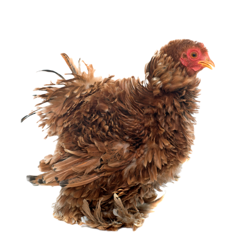 Curly feathered chicken pekin 2024 12 06 15 50 25 utc