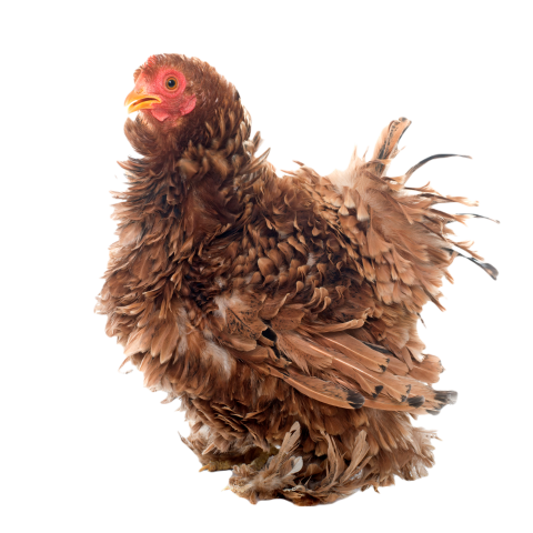 Curly feathered chicken pekin 2024 12 06 21 51 01 utc