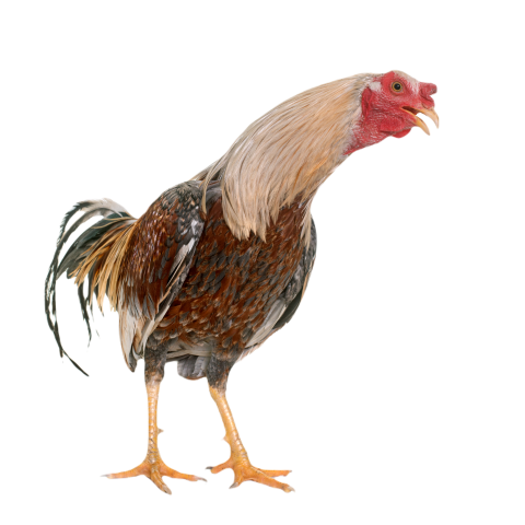 Gamecock in studio 2024 12 06 02 26 00 utc
