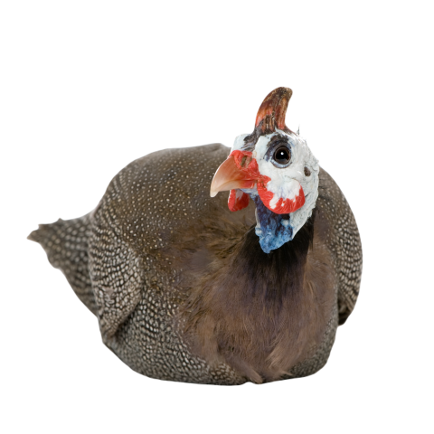 Helmeted guinea fowl numida meleagris 2024 09 27 03 18 25 utc