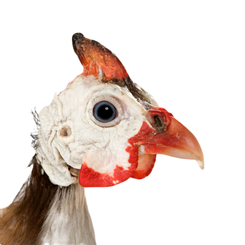 Helmeted guinea fowl numida meleagris 2024 09 27 02 17 28 utc