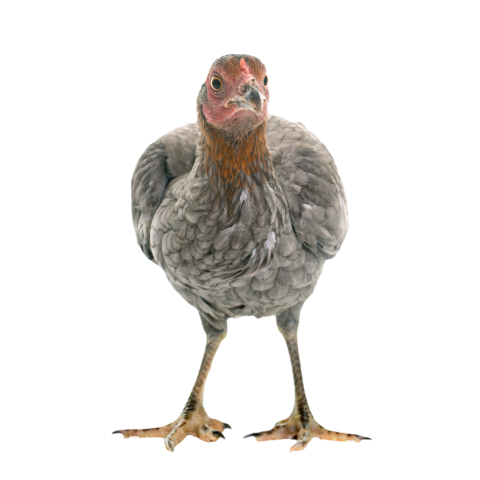 Hen spanish gamecock 2024 12 06 17 13 02 utc