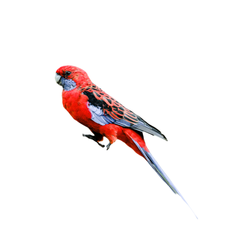 Parrots in the world png file 200