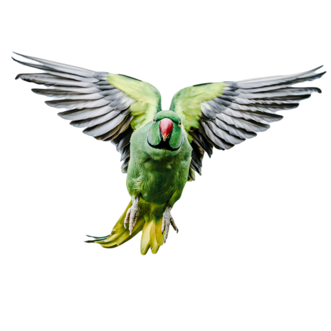 Parrots in the world png file 205
