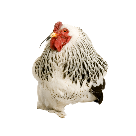 Rooster 2024 09 26 18 27 59 utc