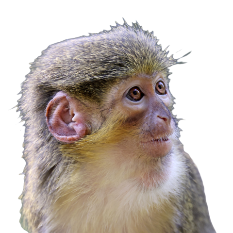 The gabon talapoin miopithecus ogouensis also k 2023 11 27 04 52 32 utc