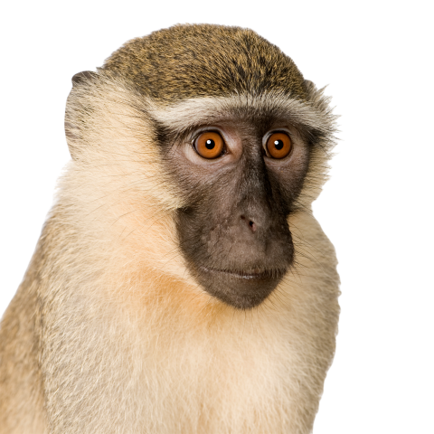 Vervet monkey chlorocebus pygerythrus 2024 09 27 05 54 44 utc