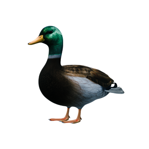 Duck png file, animal free download (frefile com) 33