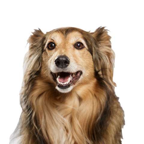 Studio portrait of an expressive collie dog 2024 12 07 12 52 54 utc