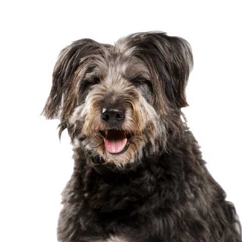 Studio portrait of an expressive catalan sheep dog 2024 12 07 12 52 08 utc