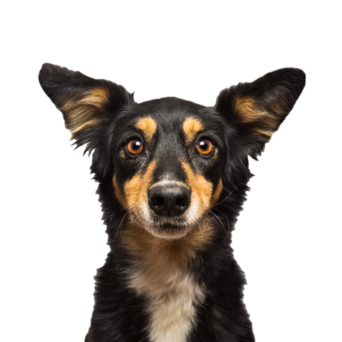 Studio portrait of a black mongrel dog isolated on 2024 10 24 02 19 43 utc
