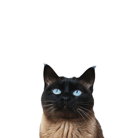 Siamese cat looking up to copy space 2023 11 27 05 26 15 utc