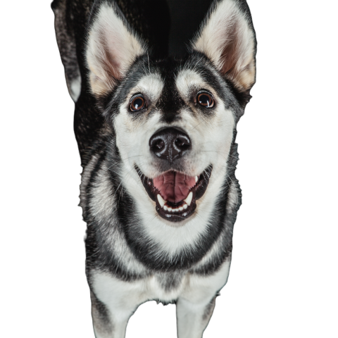 Puppy husky portrait 2023 11 27 05 21 06 utc