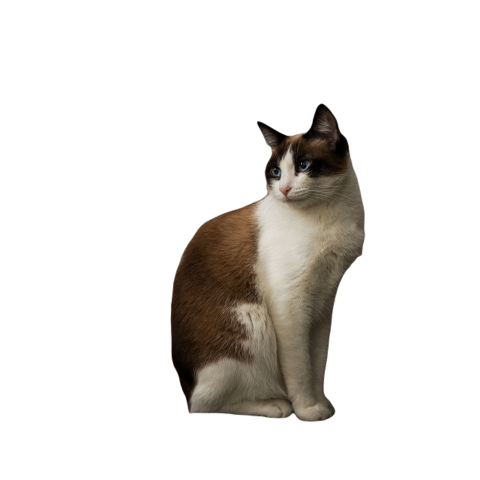 Domestic cat perched atop a stool gazing thoughtf 2023 11 27 05 08 05 utc