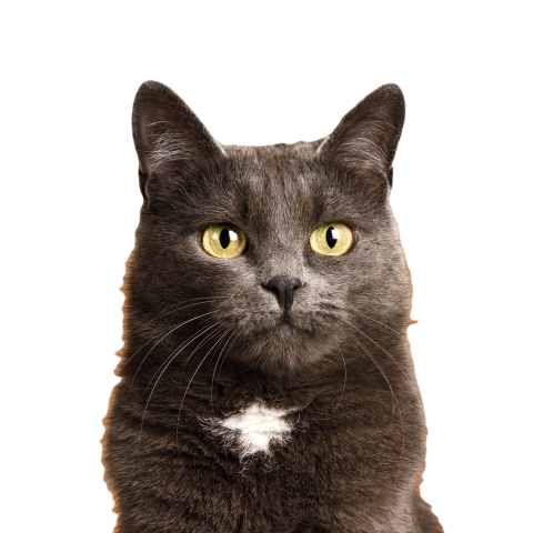 Cute grey cat 2024 12 05 23 36 27 utc