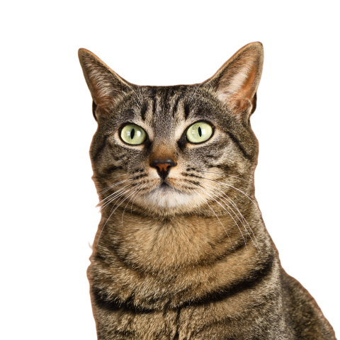 Cute grey cat 2024 12 05 23 20 53 utc