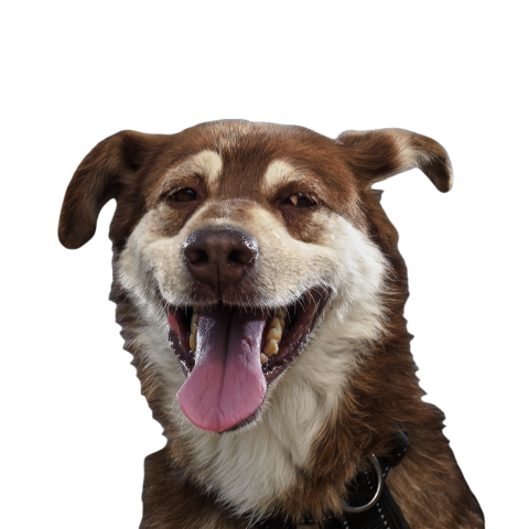 Cute funny red dog stuck out his tongue and smiles 2024 12 07 14 09 04 utc