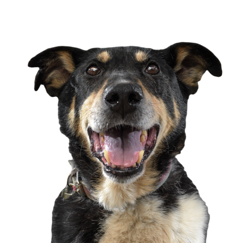 Cute funny black dog stuck out his tongue and smil 2024 12 07 14 13 39 utc