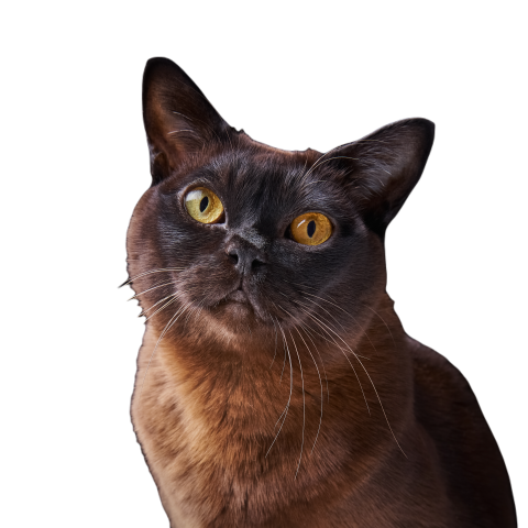 Close up portrait of brown burmese cat with yellow 2025 01 09 04 58 37 utc