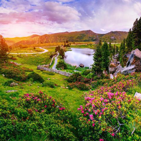 Glade with flowers near the water in the mountains 2023 11 27 04 54 52 utc
