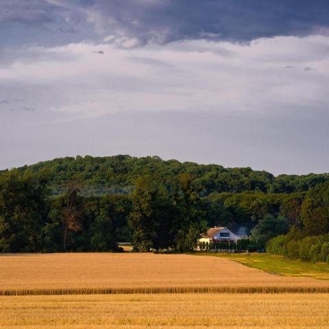 Cottage under a forest in a yellow field 2024 10 18 09 20 27 utc