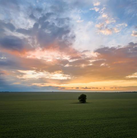 Green field at sunset 2024 12 06 04 54 15 utc