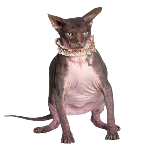 Sphynx 7 years old 2024 09 27 03 14 00 utc