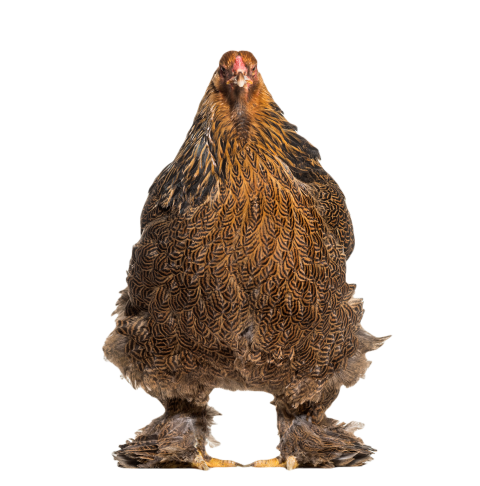 Brahma hen standing against white background 2024 09 27 10 20 07 utc