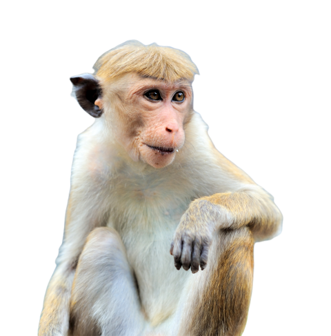 Monkey in the living nature 2023 11 27 05 31 27 utc