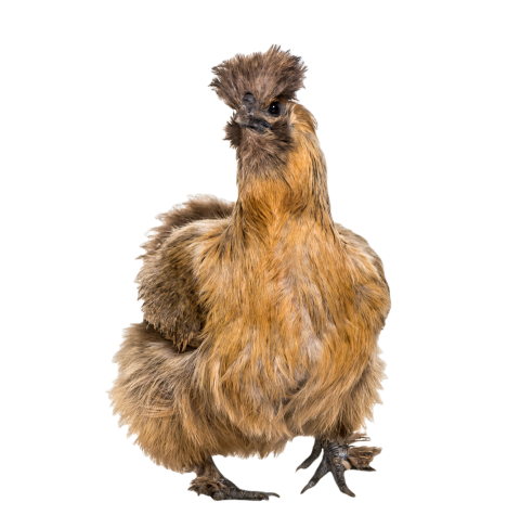 Silkie sometimes spelled silky breed of chicken 2024 09 27 06 02 30 utc