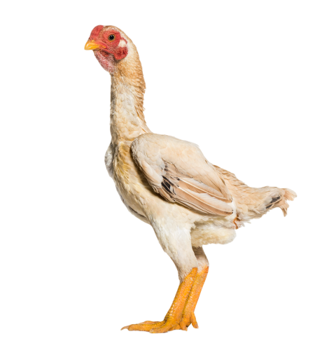 Shamo shamo also known as gamecocks standing agai 2024 09 27 05 24 52 utc