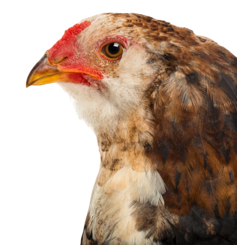 Close up of an araucana 5 months old against whi 2024 09 26 18 57 17 utc