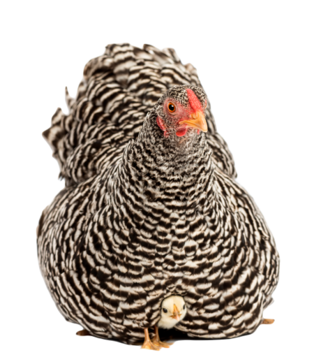 Chicks hiding under mother hen against white backg 2024 09 27 01 17 59 utc