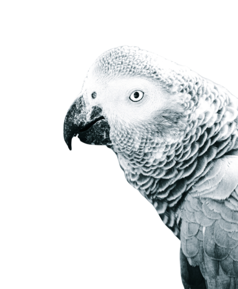Parrots in the world png file 43
