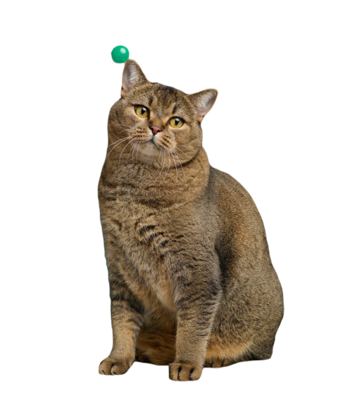 Adult straight eared scottish cat on the backgroun 2023 11 27 05 05 44 utc