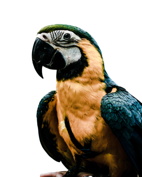 Parrots in the world png file 196