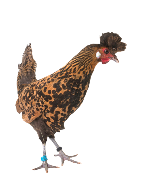 Appenzelloise chicken in studio 2024 12 06 14 40 42 utc
