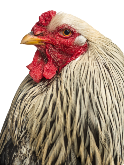 Close up of a brahma rooster isolated on white 2024 09 26 18 52 52 utc