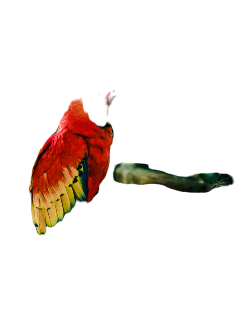 Parrots in the world png file 211
