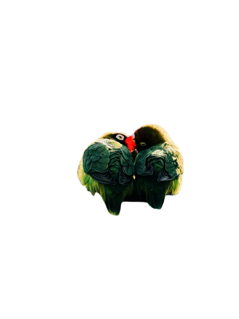 Parrots in the world png file 276
